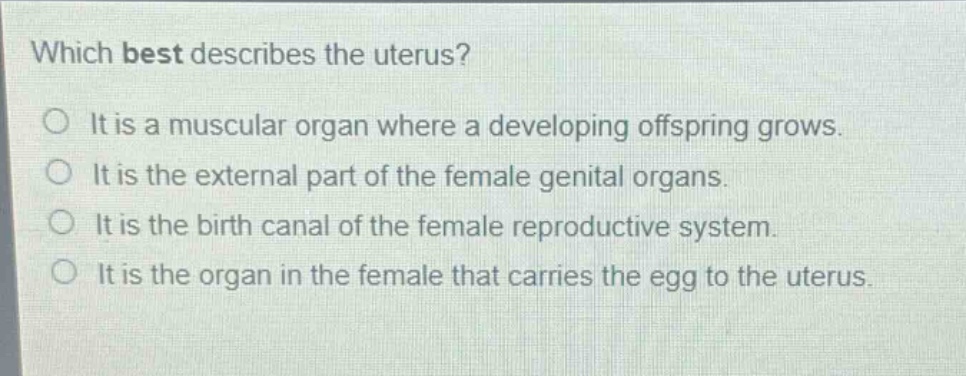 which best describes the uterus? it is a muscular organ where a developing offspring grows. it is the external part of the female genital organs. it is the birth canal of the female reproductive system. it is the organ in the female that carries the egg to the uterus.