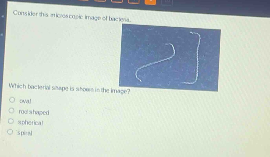 consider this microscopic image of bacteria. which bacterial shape is shown in the image? oval rod shaped spherical spiral