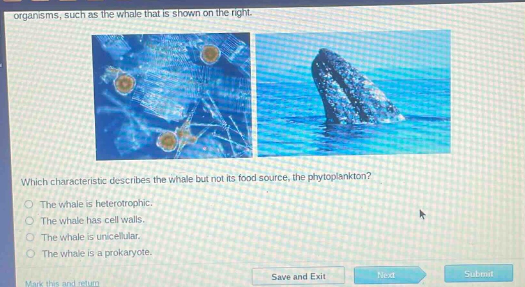 organisms, such as the whale that is shown on the right. which characteristic describes the whale but not its food source, the phytoplankton? the whale is heterotrophic. the whale has cell walls. the whale is unicellular. the whale is a prokaryote.