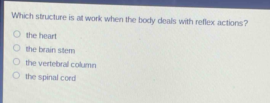 which structure is at work when the body deals with reflex actions? the heart the brain stem the vertebral column the spinal cord