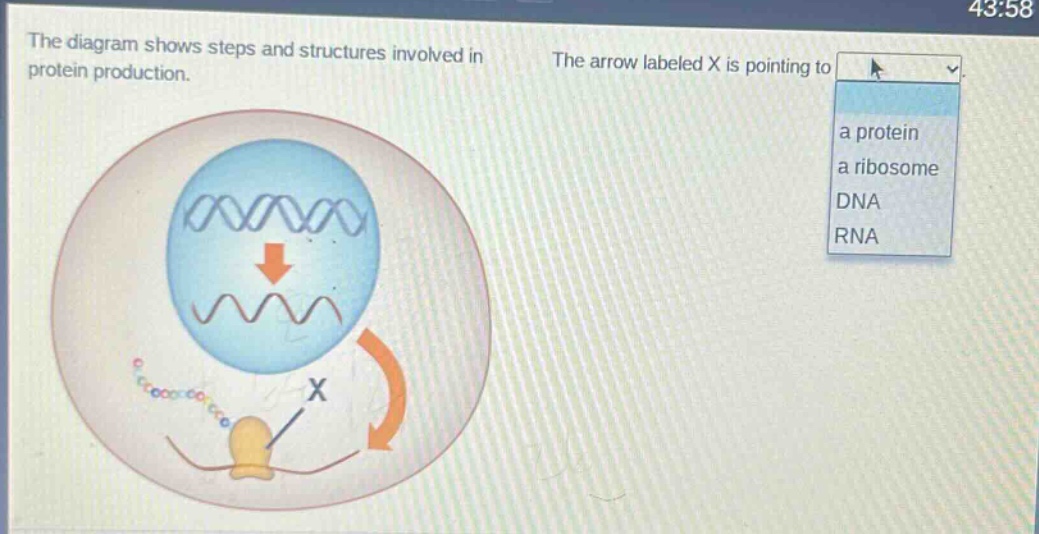 the diagram shows steps and structures involved in protein production. the arrow labeled x is pointing to a protein a ribosome dna rna