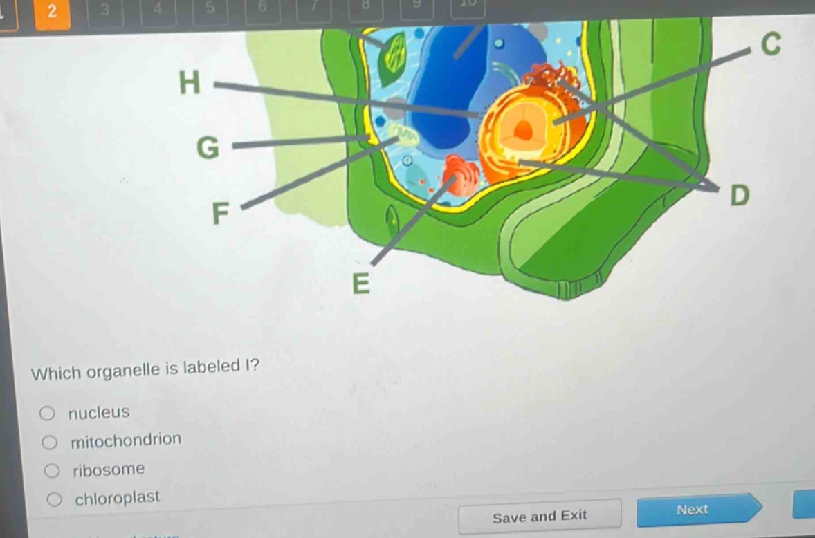 which organelle is labeled i?\n nucleus\n mitochondrion\n ribosome\n chloroplast