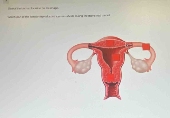 select the correct location on the image. which part of the female reproductive system sheds during the menstrual cycle?