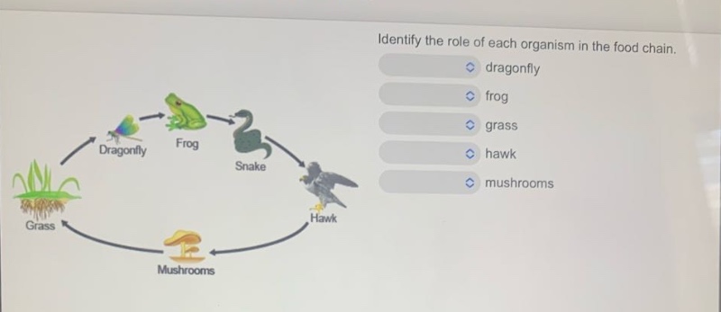 identify the role of each organism in the food chain. dragonfly frog grass hawk mushrooms
