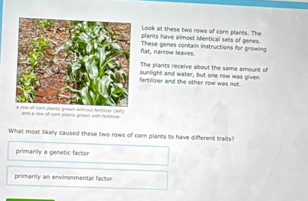 look at these two rows of corn plants. the plants have almost identical sets of genes. these genes contain instructions for growing flat, narrow leaves. the plants receive about the same amount of sunlight and water, but one row was given fertilizer and the other row was not. what most likely caused these two rows of corn plants to have different traits? primarily a genetic factor primarily an environmental factor