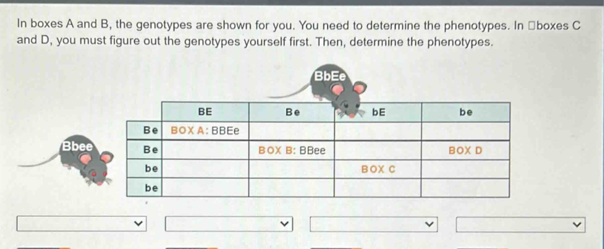 in boxes a and b, the genotypes are shown for you. you need to determine the phenotypes. in boxes c and d, you must figure out the genotypes yourself first. then, determine the phenotypes.