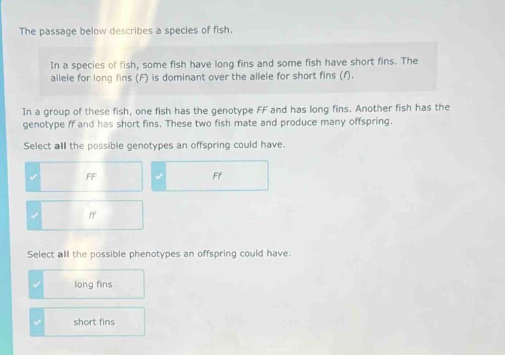 the passage below describes a species of fish. in a species of fish, some fish have long fins and some fish have short fins. the allele for long fins (f) is dominant over the allele for short fins (f). in a group of these fish, one fish has the genotype ff and has long fins. another fish has the genotype ff and has short fins. these two fish mate and produce many offspring. select all the possible genotypes an offspring could have. ff ff ff select all the possible phenotypes an offspring could have. long fins short fins