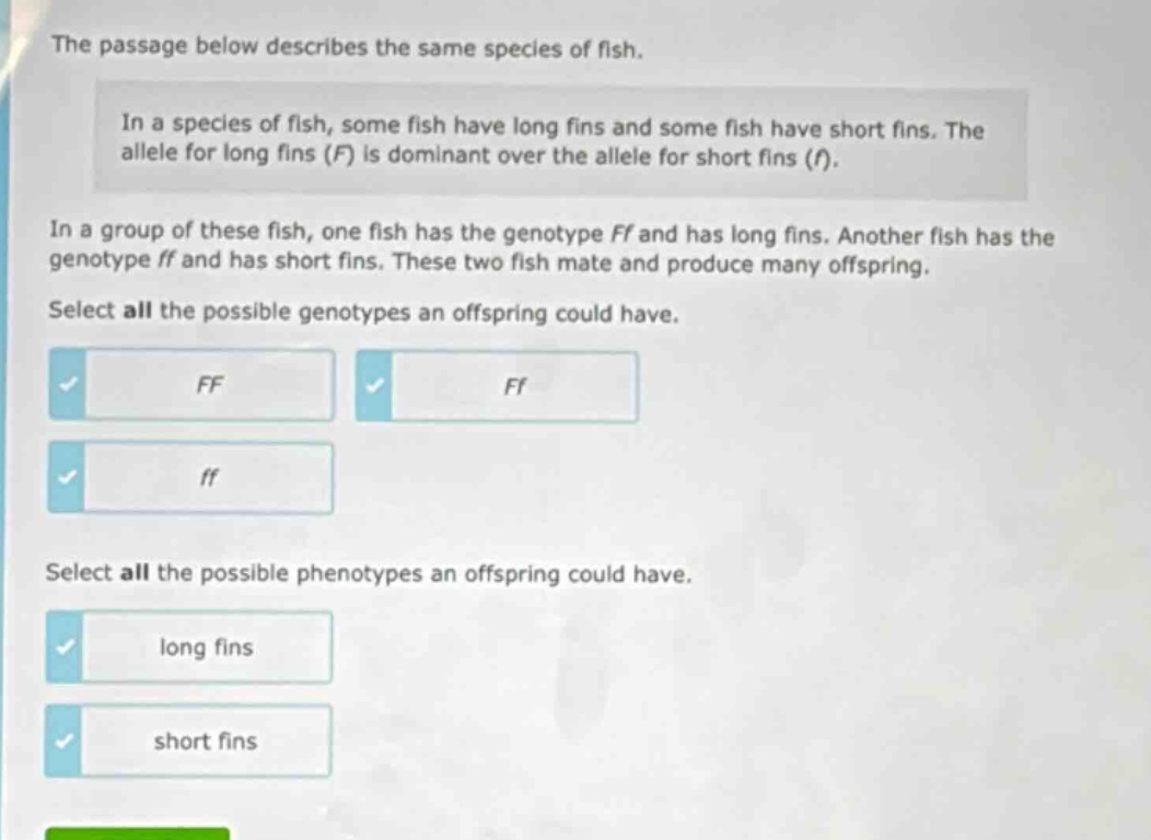 the passage below describes the same species of fish. in a species of fish, some fish have long fins and some fish have short fins. the allele for long fins (f) is dominant over the allele for short fins (f). in a group of these fish, one fish has the genotype ff and has long fins. another fish has the genotype ff and has short fins. these two fish mate and produce many offspring. select all the possible genotypes an offspring could have. ff ff ff select all the possible phenotypes an offspring could have. long fins short fins