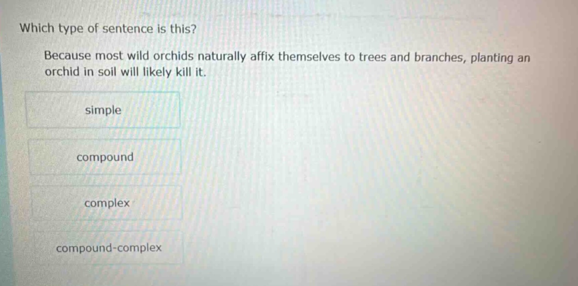 which type of sentence is this? because most wild orchids naturally affix themselves to trees and branches, planting an orchid in soil will likely kill it. simple compound complex compound - complex