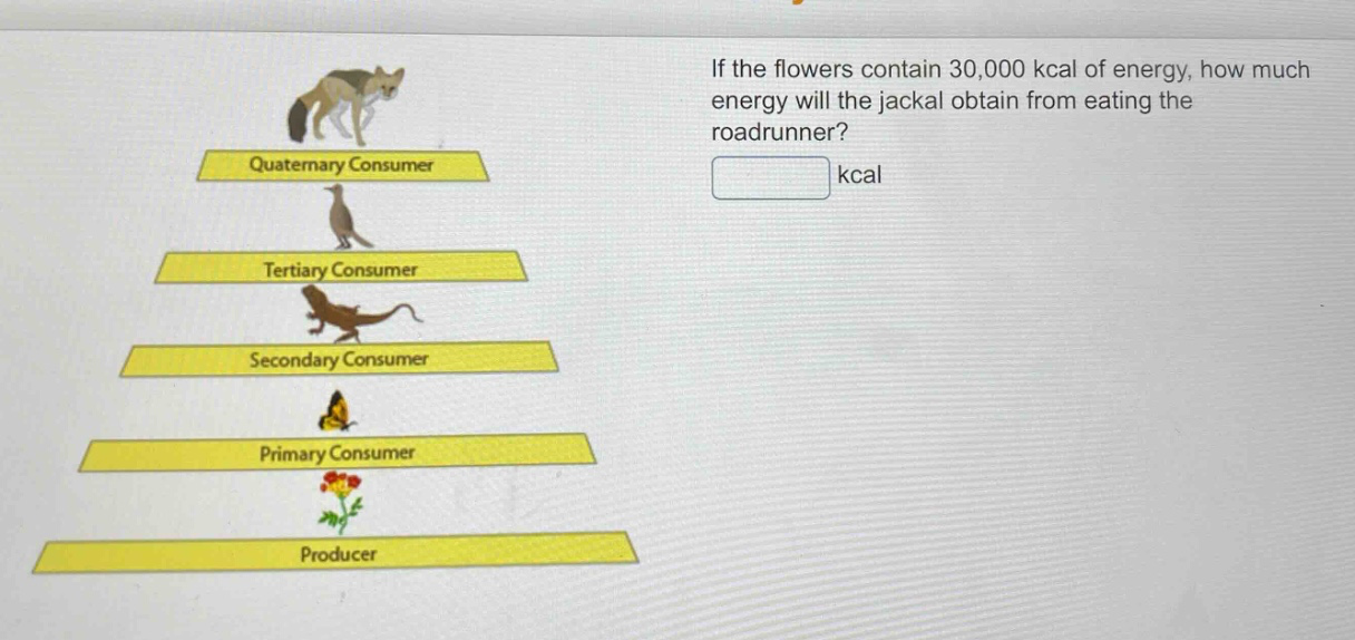 if the flowers contain 30,000 kcal of energy, how much energy will the jackal obtain from eating the roadrunner? kcal
