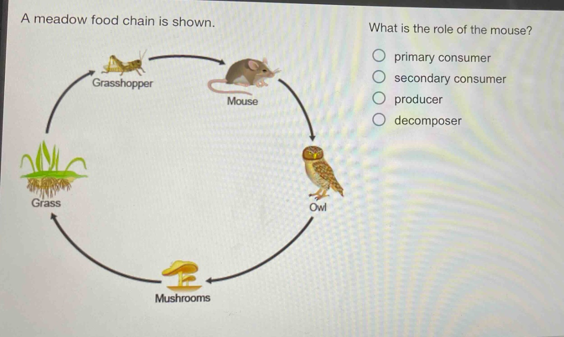 a meadow food chain is shown. what is the role of the mouse? primary consumer secondary consumer producer decomposer grasshopper mouse grass owl mushrooms