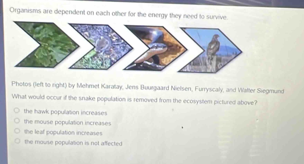 organisms are dependent on each other for the energy they need to survive. photos (left to right) by mehmet karatay, jens buurgaard nielsen, furryscaly, and walter siegmund what would occur if the snake population is removed from the ecosystem pictured above? the hawk population increases the mouse population increases the leaf population increases the mouse population is not affected