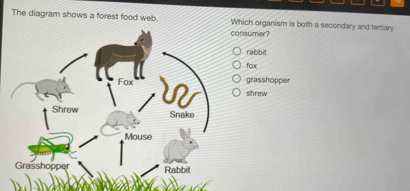 the diagram shows a forest food web. which organism is both a secondary and tertiary consumer? rabbit fox grasshopper shrew