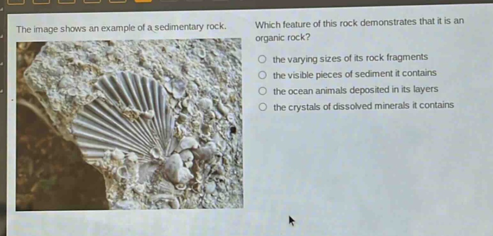 the image shows an example of a sedimentary rock. which feature of this rock demonstrates that it is an organic rock? the varying sizes of its rock fragments the visible pieces of sediment it contains the ocean animals deposited in its layers the crystals of dissolved minerals it contains