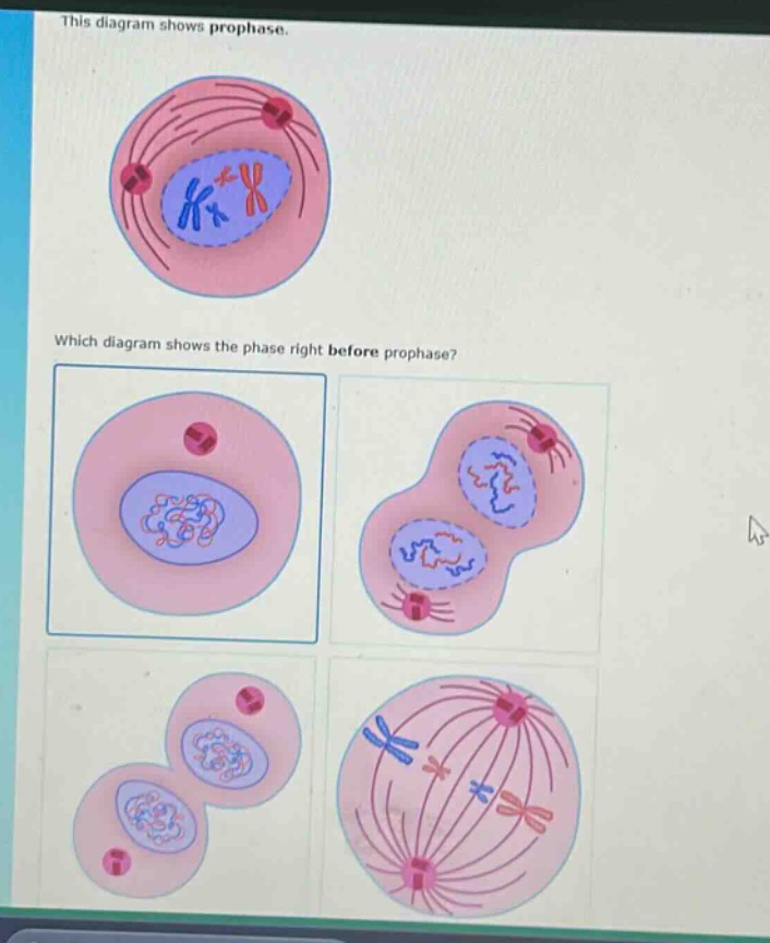 this diagram shows prophase. which diagram shows the phase right before prophase?