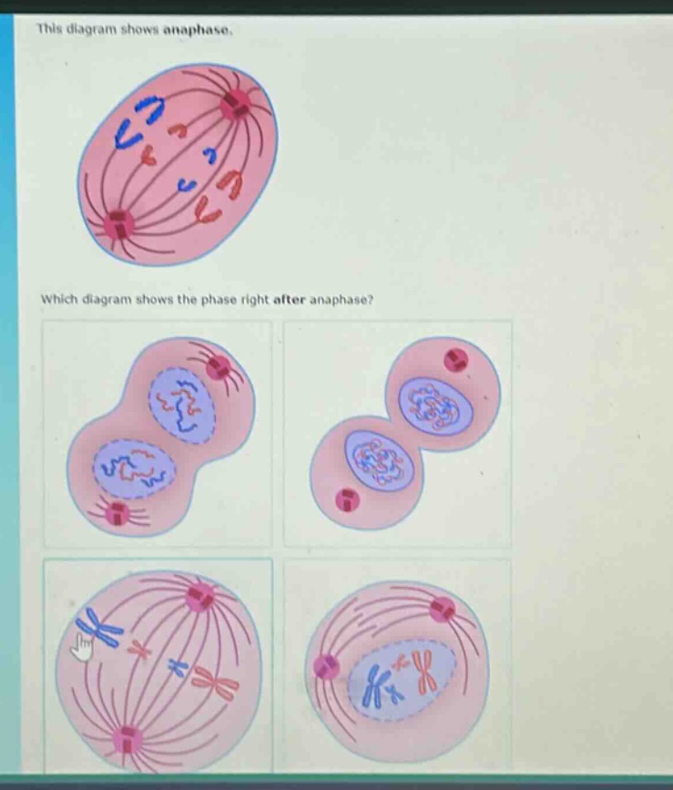this diagram shows anaphase. which diagram shows the phase right after anaphase?