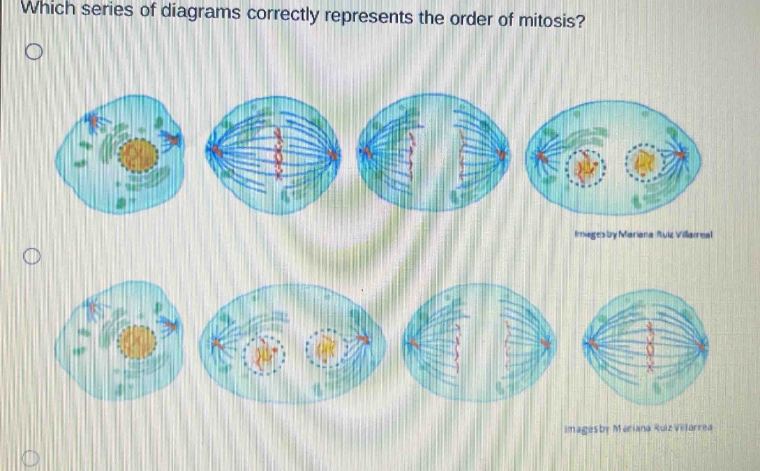 which series of diagrams correctly represents the order of mitosis?