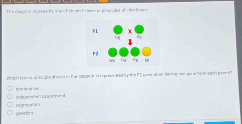 the diagram represents one of mendels laws or principles of inheritance. which law or principle shown in the diagram is represented by the f2 generation having one gene from each parent? dominance independent assortment segregation genetics