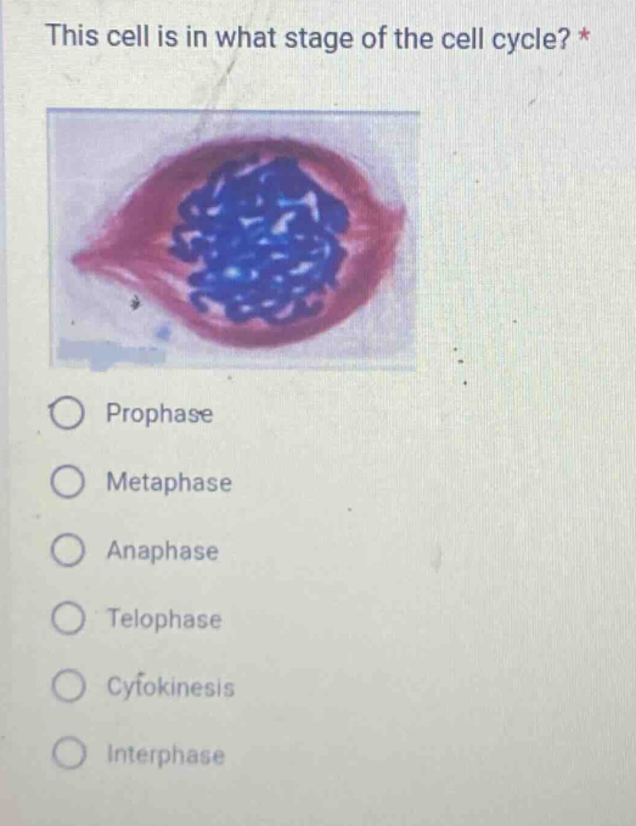 this cell is in what stage of the cell cycle? * prophase metaphase anaphase telophase cytokinesis interphase