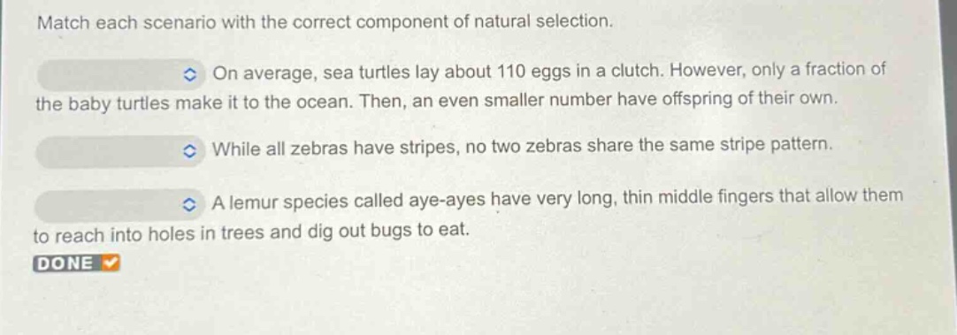 match each scenario with the correct component of natural selection. on average, sea turtles lay about 110 eggs in a clutch. however, only a fraction of the baby turtles make it to the ocean. then, an even smaller number have offspring of their own. while all zebras have stripes, no two zebras share the same stripe pattern. a lemur species called aye - ayes have very long, thin middle fingers that allow them to reach into holes in trees and dig out bugs to eat. done