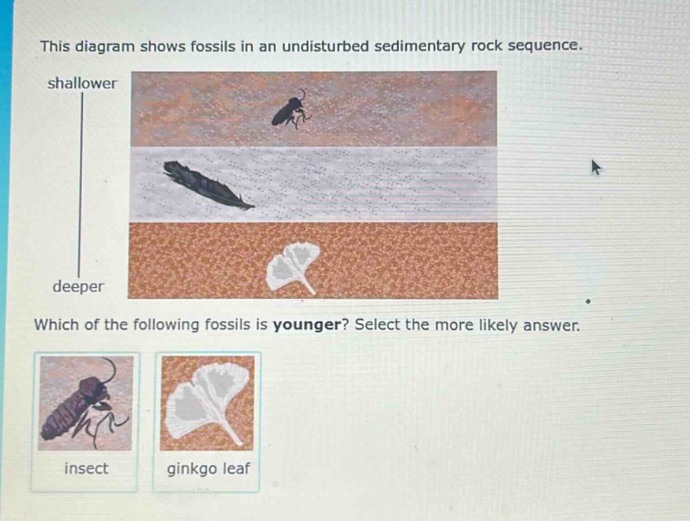 this diagram shows fossils in an undisturbed sedimentary rock sequence. shallower deeper which of the following fossils is younger? select the more likely answer. insect ginkgo leaf