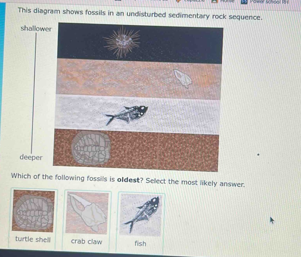 this diagram shows fossils in an undisturbed sedimentary rock sequence. shallower deeper which of the following fossils is oldest? select the most likely answer. turtle shell crab claw fish
