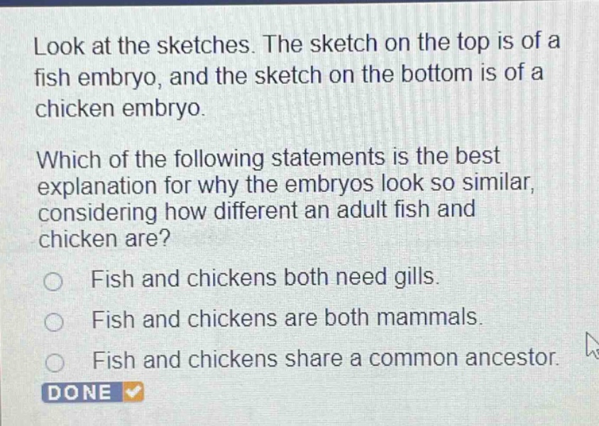look at the sketches. the sketch on the top is of a fish embryo, and the sketch on the bottom is of a chicken embryo. which of the following statements is the best explanation for why the embryos look so similar, considering how different an adult fish and chicken are? fish and chickens both need gills. fish and chickens are both mammals. fish and chickens share a common ancestor. done