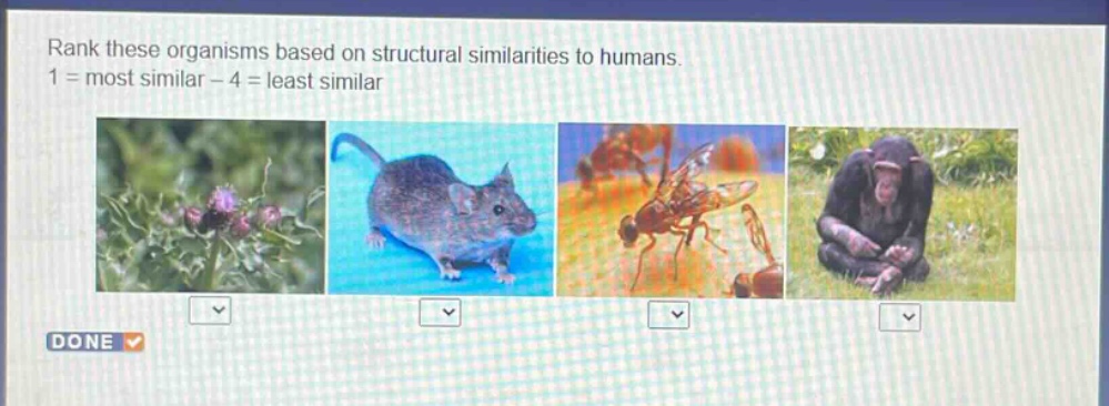 rank these organisms based on structural similarities to humans. 1 = most similar - 4 = least similar