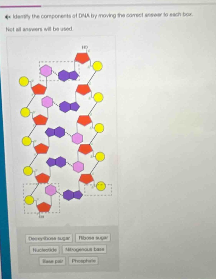 identify the components of dna by moving the correct answer to each box. not all answers will be used. deoxyribose sugar ribose sugar nucleotide nitrogenous base base pair phosphate