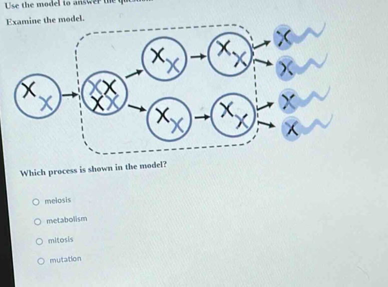 use the model to answer the question. examine the model. which process is shown in the model? meiosis metabolism mitosis mutation