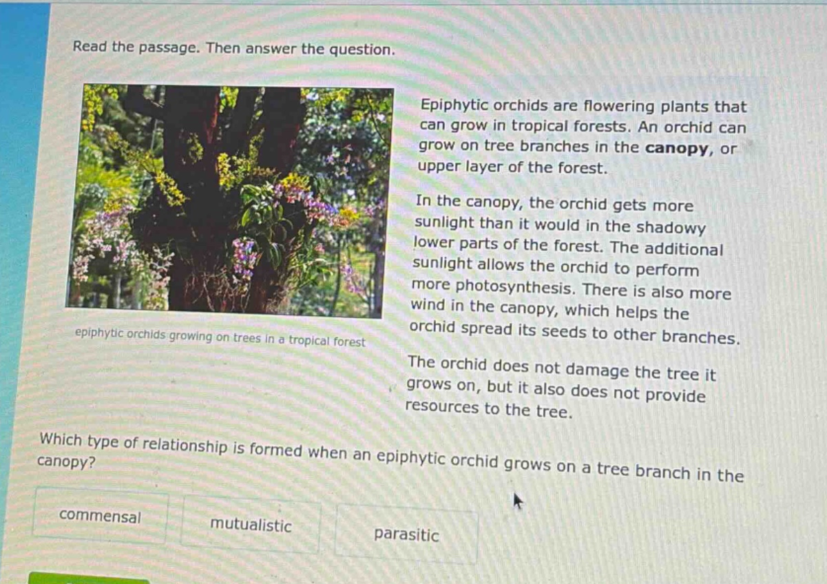 read the passage. then answer the question. epiphytic orchids are flowering plants that can grow in tropical forests. an orchid can grow on tree branches in the canopy, or upper layer of the forest. in the canopy, the orchid gets more sunlight than it would in the shadowy lower parts of the forest. the additional sunlight allows the orchid to perform more photosynthesis. there is also more wind in the canopy, which helps the orchid spread its seeds to other branches. the orchid does not damage the tree it grows on, but it also does not provide resources to the tree. which type of relationship is formed when an epiphytic orchid grows on a tree branch in the canopy? commensal mutualistic parasitic