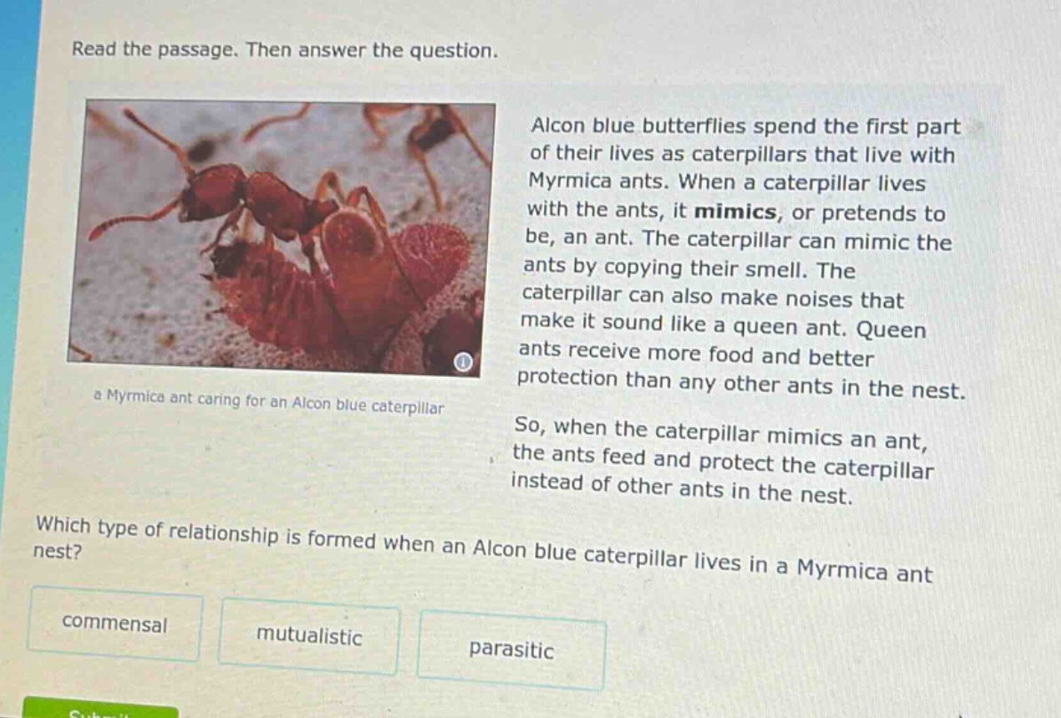 read the passage. then answer the question. alcon blue butterflies spend the first part of their lives as caterpillars that live with myrmica ants. when a caterpillar lives with the ants, it mimics, or pretends to be, an ant. the caterpillar can mimic the ants by copying their smell. the caterpillar can also make noises that make it sound like a queen ant. queen ants receive more food and better protection than any other ants in the nest. so, when the caterpillar mimics an ant, the ants feed and protect the caterpillar instead of other ants in the nest. which type of relationship is formed when an alcon blue caterpillar lives in a myrmica ant nest? commensal mutualistic parasitic