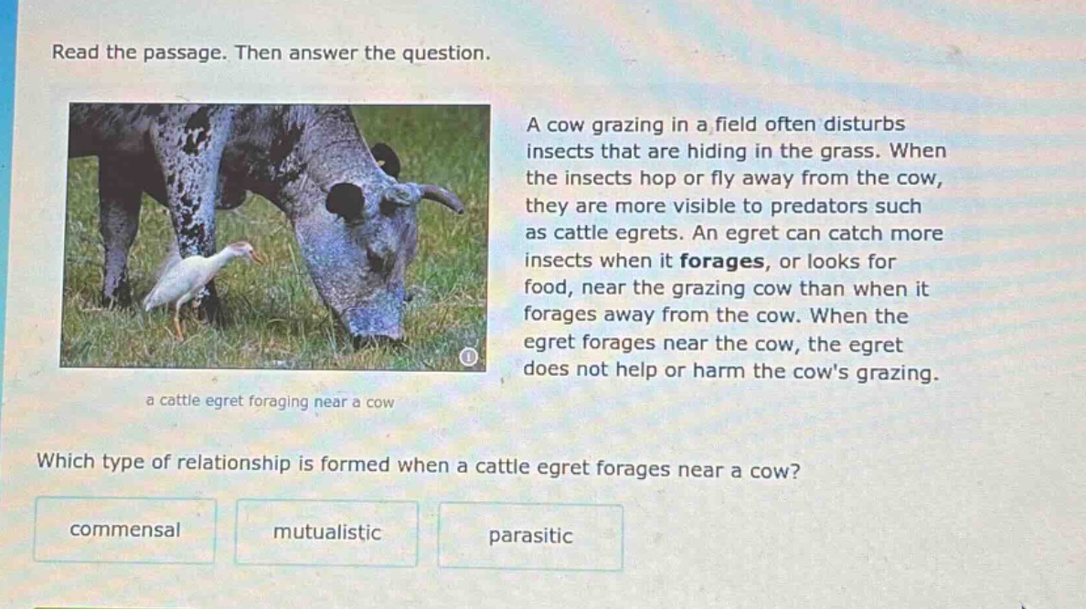 read the passage. then answer the question. a cow grazing in a field often disturbs insects that are hiding in the grass. when the insects hop or fly away from the cow, they are more visible to predators such as cattle egrets. an egret can catch more insects when it forages, or looks for food, near the grazing cow than when it forages away from the cow. when the egret forages near the cow, the egret does not help or harm the cows grazing. which type of relationship is formed when a cattle egret forages near a cow? commensal mutualistic parasitic