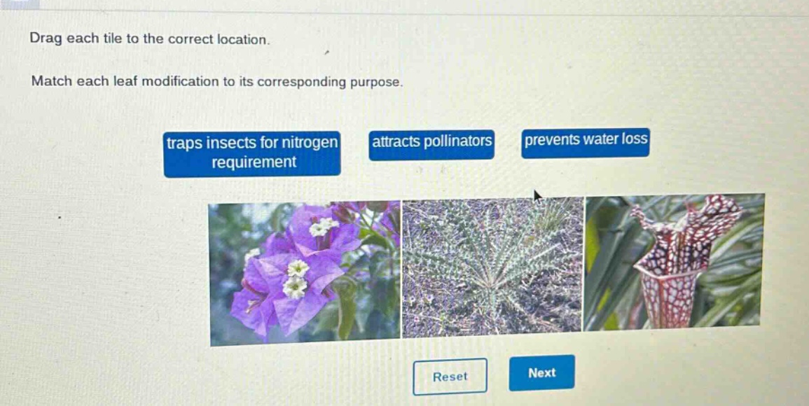 drag each tile to the correct location. match each leaf modification to its corresponding purpose. traps insects for nitrogen requirement attracts pollinators prevents water loss reset next