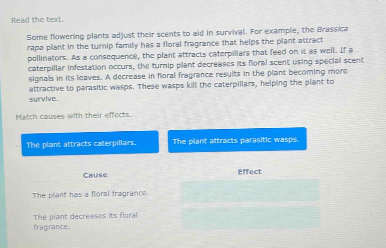 read the text. some flowering plants adjust their scents to aid in survival. for example, the brassica rapa plant in the turnip family has a floral fragrance that helps the plant attract pollinators. as a consequence, the plant attracts caterpillars that feed on it as well. if a caterpillar infestation occurs, the turnip plant decreases its floral scent using special scent signals in its leaves. a decrease in floral fragrance results in the plant becoming more attractive to parasitic wasps. these wasps kill the caterpillars, helping the plant to survive. match causes with their effects. the plant attracts caterpillars. the plant attracts parasitic wasps. cause effect the plant has a floral fragrance. the plant decreases its floral fragrance.