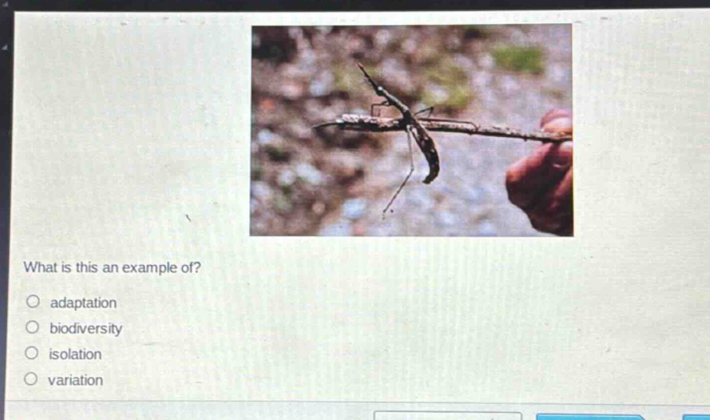 what is this an example of?\no adaptation\no biodiversity\no isolation\no variation