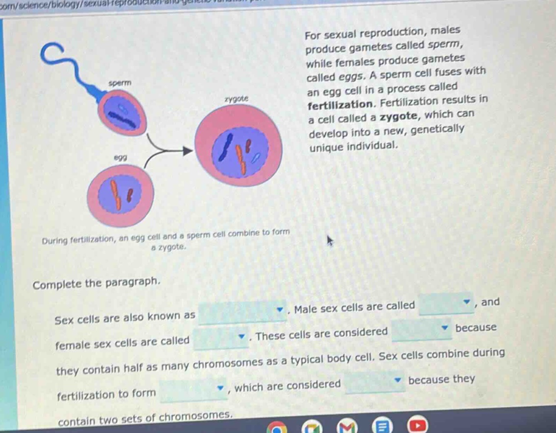 for sexual reproduction, males produce gametes called sperm, while females produce gametes called eggs. a sperm cell fuses with an egg cell in a process called fertilization. fertilization results in a cell called a zygote, which can develop into a new, genetically unique individual. during fertilization, an egg cell and a sperm cell combine to form a zygote. complete the paragraph. sex cells are also known as. male sex cells are called, and female sex cells are called. these cells are considered because they contain half as many chromosomes as a typical body cell. sex cells combine during fertilization to form, which are considered because they contain two sets of chromosomes.