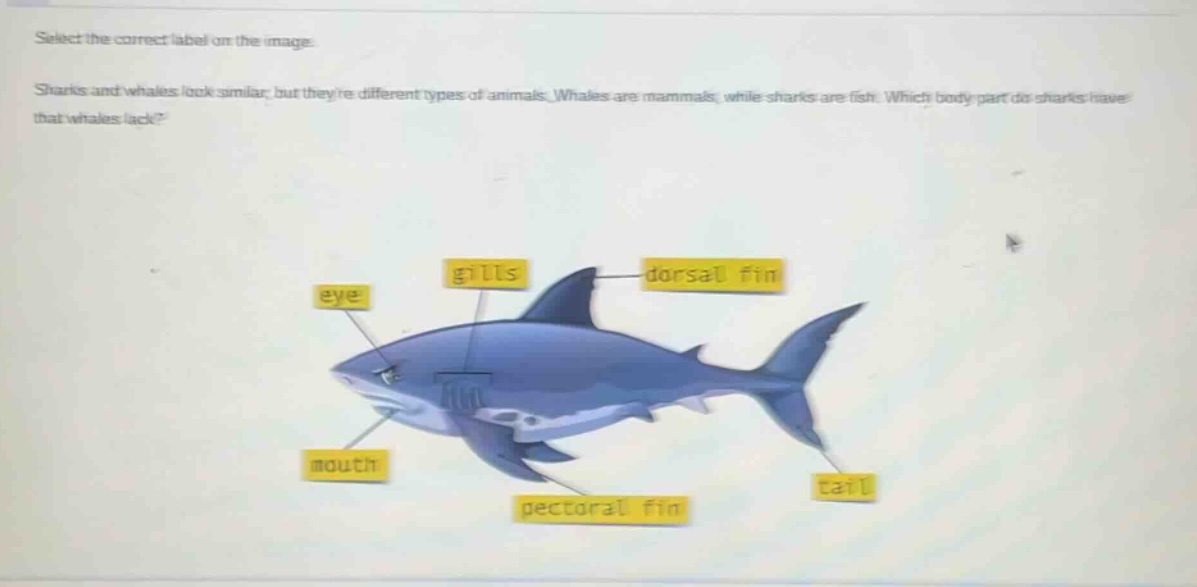 select the correct label on the image. sharks and whales look similar, but theyre different types of animals. whales are mammals, while sharks are fish. which body part do sharks have that whales lack?