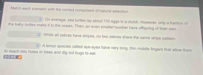 match each scenario with the correct component of natural selection. on average, sea turtles lay about 110 eggs in a clutch. however, only a fraction of the baby turtles make it to the ocean. then, an even smaller number have offspring of their own. while all zebras have stripes, no two zebras share the same stripe pattern. a lemur species called aye - ayes have very long, thin middle fingers that allow them to reach into holes in trees and dig out bugs to eat.