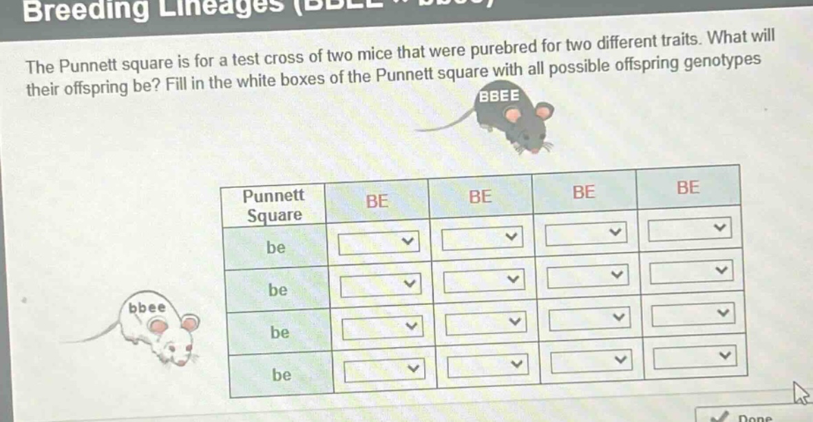 the punnett square is for a test cross of two mice that were purebred for two different traits. what will their offspring be? fill in the white boxes of the punnett square with all possible offspring genotypes