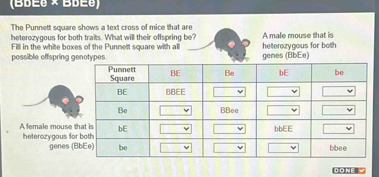 the punnett square shows a text cross of mice that are heterozygous for both traits. what will their offspring be? fill in the white boxes of the punnett square with all possible offspring genotypes. a male mouse that is heterozygous for both genes (bbee) a female mouse that is heterozygous for both genes (bbee) punnett square be be be be be bbee be bbee be bbee be bbee
