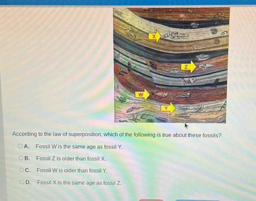 according to the law of superposition, which of the following is true about these fossils?\n○a. fossil w is the same age as fossil y.\n○b. fossil z is older than fossil x.\n○c. fossil w is older than fossil y.\n○d. fossil x is the same age as fossil z.