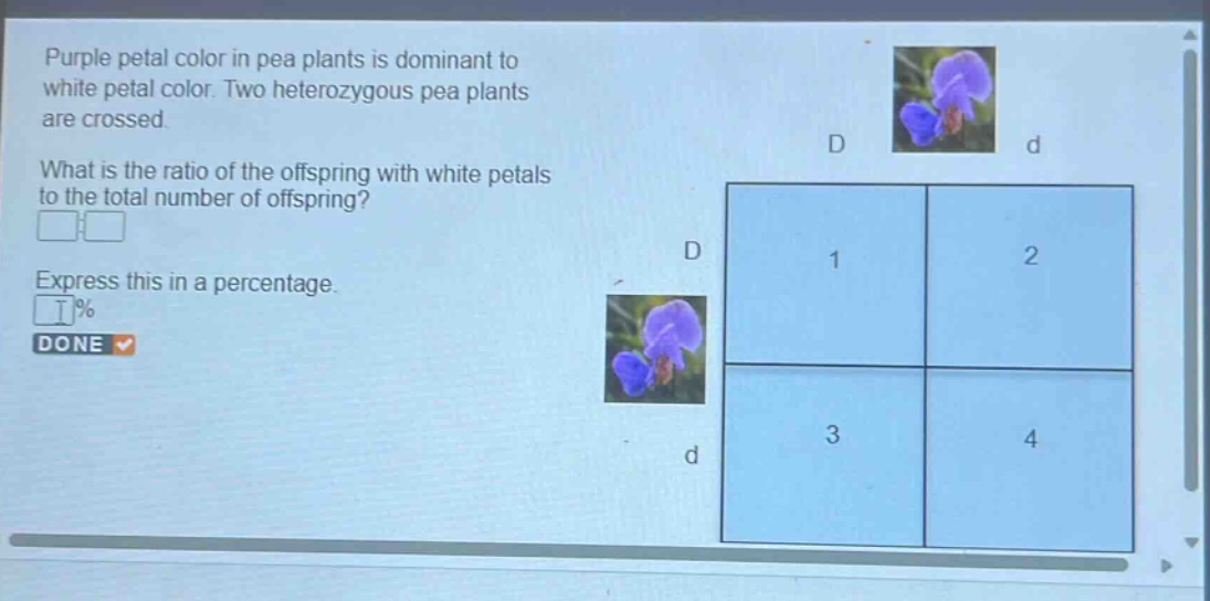 purple petal color in pea plants is dominant to white petal color. two heterozygous pea plants are crossed. what is the ratio of the offspring with white petals to the total number of offspring? express this in a percentage.