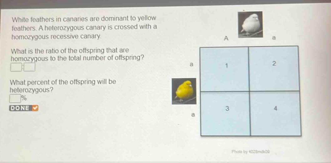 white feathers in canaries are dominant to yellow feathers. a heterozygous canary is crossed with a homozygous recessive canary. what is the ratio of the offspring that are homozygous to the total number of offspring? what percent of the offspring will be heterozygous? done