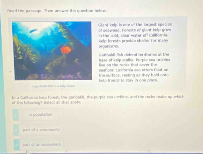 read the passage. then answer the question below. giant kelp is one of the largest species of seaweed. forests of giant kelp grow in the cold, clear water off california. kelp forests provide shelter for many organisms. garibaldi fish defend territories at the base of kelp stalks. purple sea urchins live on the rocks that cover the seafloor. california sea otters float on the surface, resting as they hold onto kelp fronds to stay in one place. a garibaldi fish in a kelp forest in a california kelp forest, the garibaldi, the purple sea urchins, and the rocks make up which of the following? select all that apply. a population part of a community part of an ecosystem