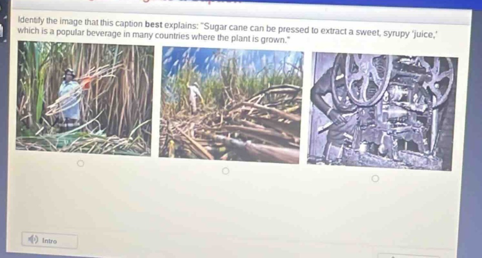 identify the image that this caption best explains: \sugar cane can be pressed to extract a sweet, syrupy juice, which is a popular beverage in many countries where the plant is grown.\