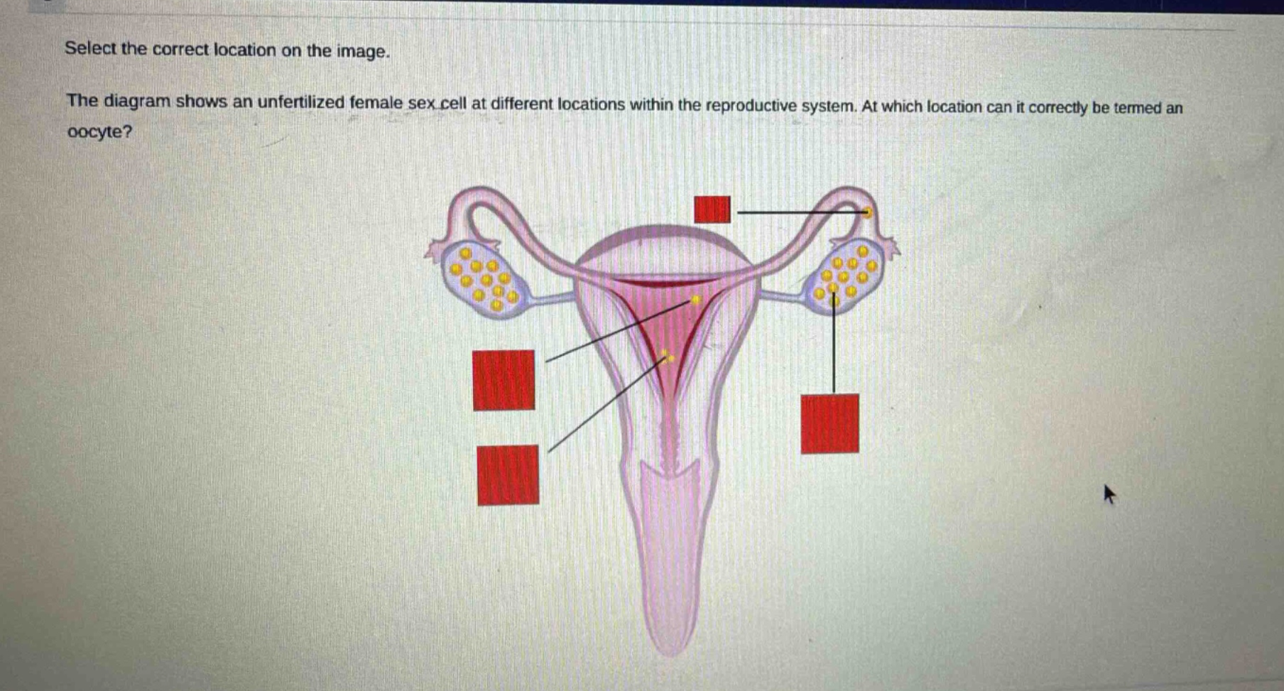 select the correct location on the image. the diagram shows an unfertilized female sex cell at different locations within the reproductive system. at which location can it correctly be termed an oocyte?