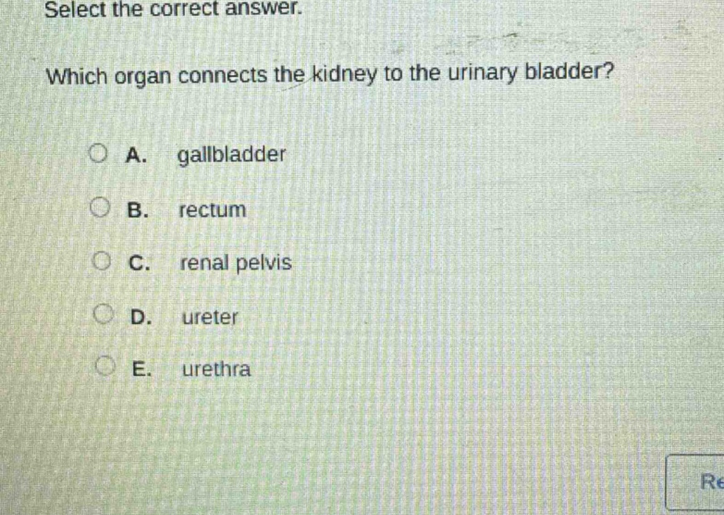 select the correct answer. which organ connects the kidney to the urinary bladder? a. gallbladder b. rectum c. renal pelvis d. ureter e. urethra