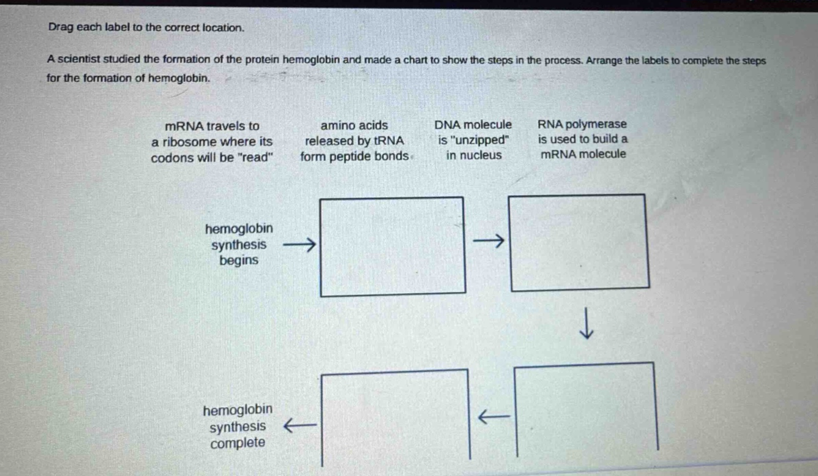 drag each label to the correct location. a scientist studied the formation of the protein hemoglobin and made a chart to show the steps in the process. arrange the labels to complete the steps for the formation of hemoglobin. mrna travels to a ribosome where its codons will be \read\ amino acids released by trna form peptide bonds dna molecule is \unzipped\ in nucleus rna polymerase is used to build a mrna molecule hemoglobin synthesis begins hemoglobin synthesis complete
