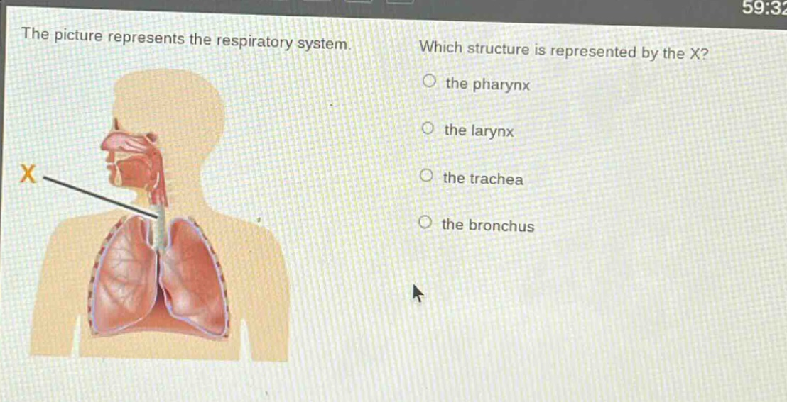 the picture represents the respiratory system. which structure is represented by the x? the pharynx the larynx the trachea the bronchus